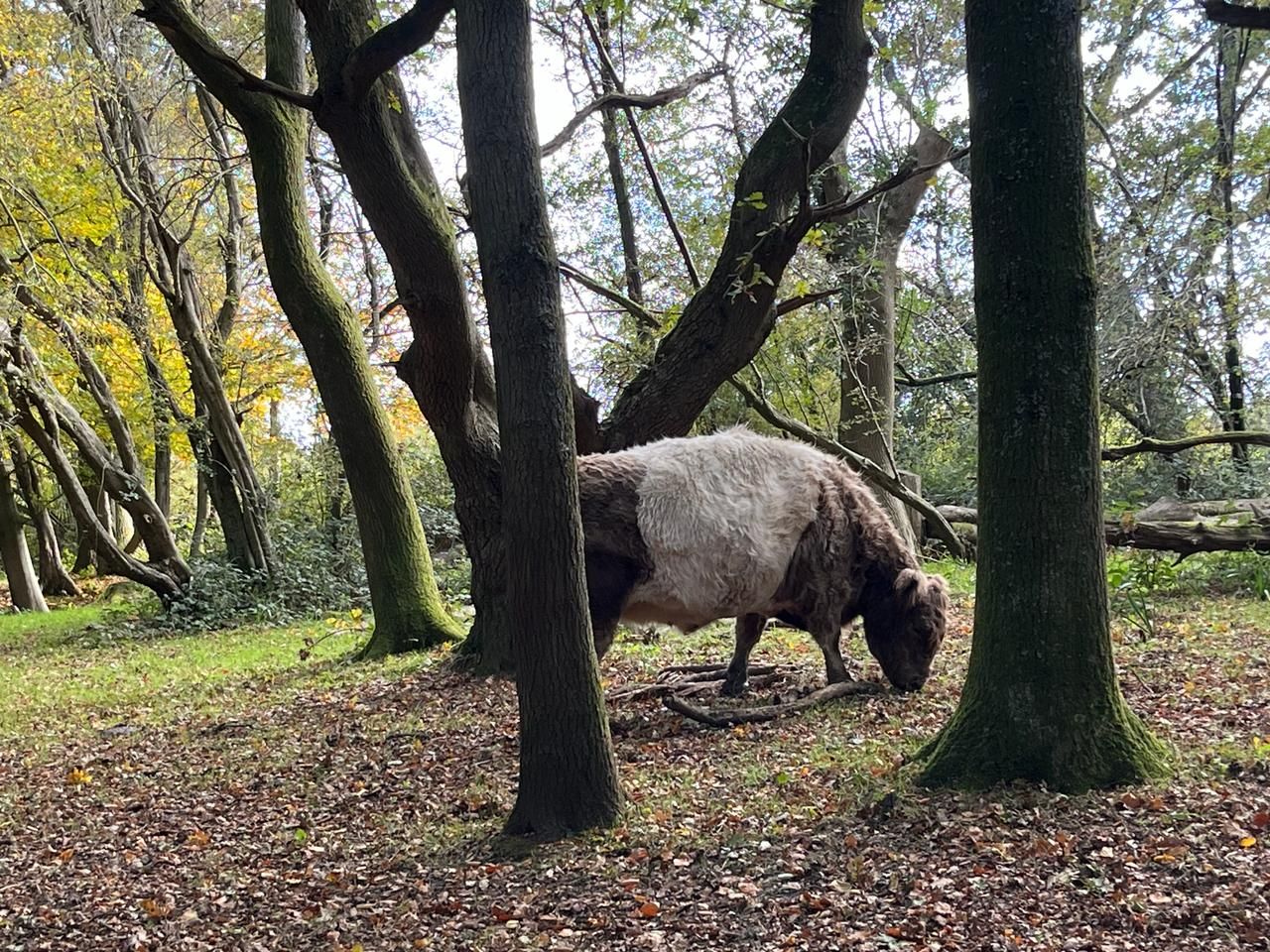 Galloway cattle in the woods, North Downs